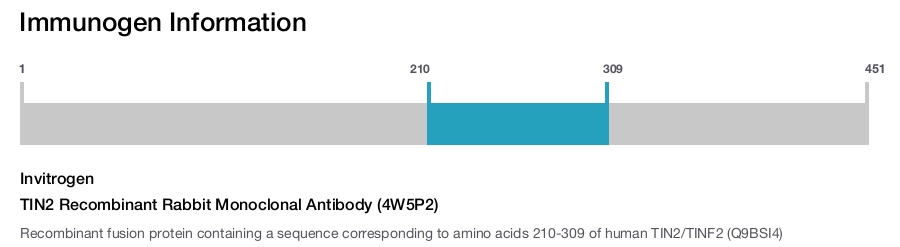 TIN2 Recombinant Rabbit Monoclonal Antibody (4W5P2)