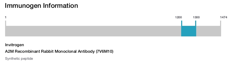 A2M Recombinant Rabbit Monoclonal Antibody (7V6M10)