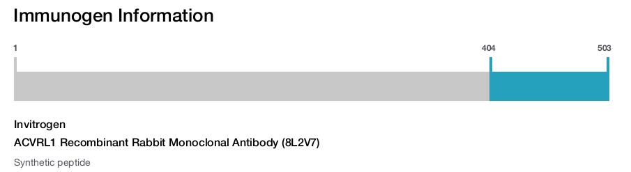 ACVRL1 Recombinant Rabbit Monoclonal Antibody (8L2V7)