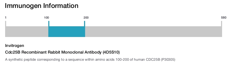 Cdc25B Recombinant Rabbit Monoclonal Antibody (4D5S10)