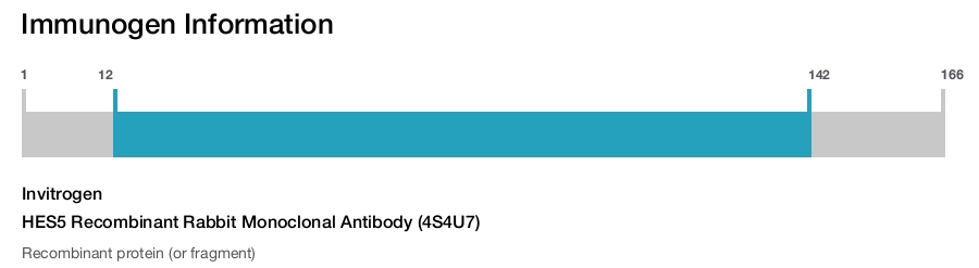 HES5 Recombinant Rabbit Monoclonal Antibody (4S4U7)