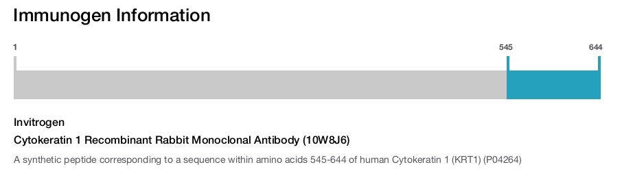 Cytokeratin 1 Recombinant Rabbit Monoclonal Antibody (10W8J6)