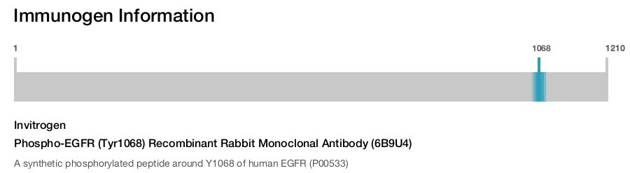 Phospho-EGFR (Tyr1068) Recombinant Rabbit Monoclonal Antibody (6B9U4)