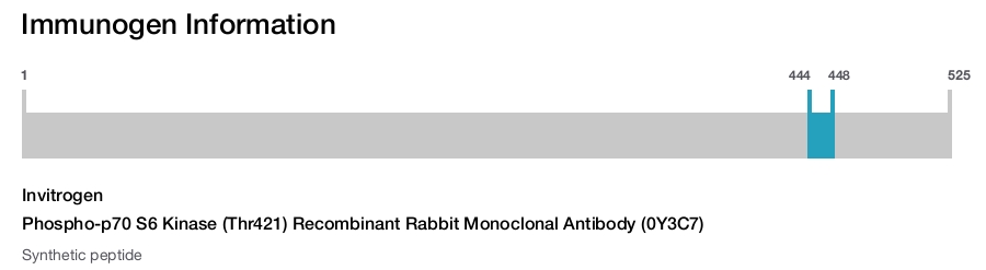 Phospho-p70 S6 Kinase (Thr421) Recombinant Rabbit Monoclonal Antibody (0Y3C7)