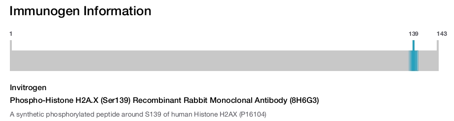 Phospho-Histone H2A.X (Ser139) Recombinant Rabbit Monoclonal Antibody (8H6G3)