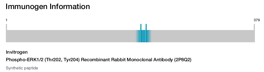 Phospho-ERK1/2 (Thr202, Tyr204) Recombinant Rabbit Monoclonal Antibody (2P8Q2)