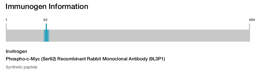 Phospho-c-Myc (Ser62) Recombinant Rabbit Monoclonal Antibody (9L3P1)