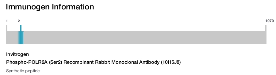 Phospho-POLR2A (Ser2) Recombinant Rabbit Monoclonal Antibody (10H5J8)