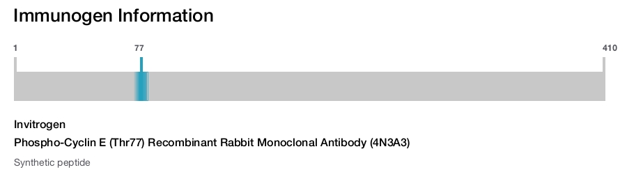 Phospho-Cyclin E (Thr77) Recombinant Rabbit Monoclonal Antibody (4N3A3)