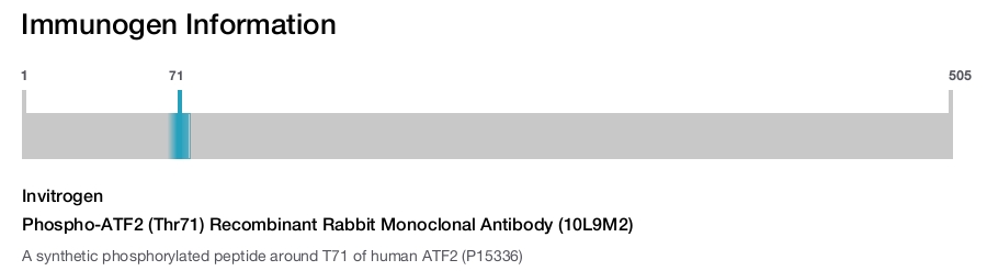 Phospho-ATF2 (Thr71) Recombinant Rabbit Monoclonal Antibody (10L9M2)