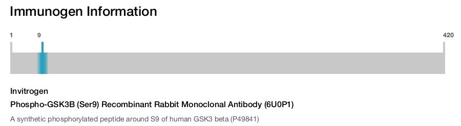 Phospho-GSK3B (Ser9) Recombinant Rabbit Monoclonal Antibody (6U0P1)
