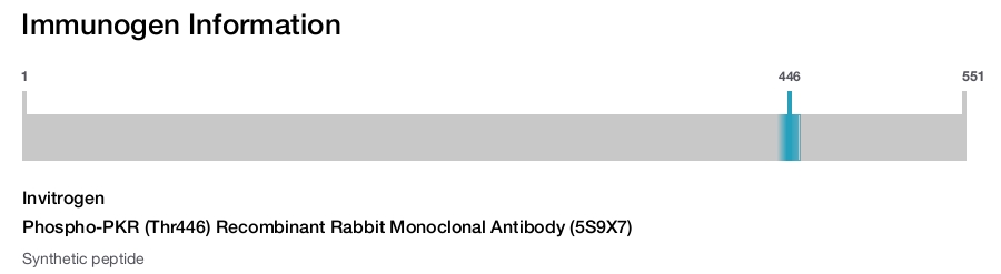 Phospho-PKR (Thr446) Recombinant Rabbit Monoclonal Antibody (5S9X7)