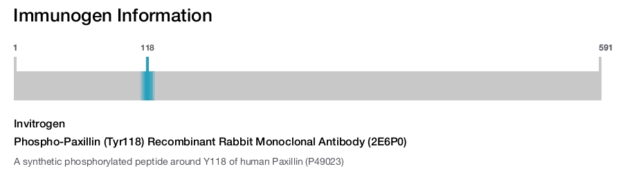 Phospho-Paxillin (Tyr118) Recombinant Rabbit Monoclonal Antibody (2E6P0)