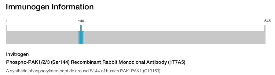 Phospho-PAK1/2/3 (Ser144) Recombinant Rabbit Monoclonal Antibody (1T7A5)