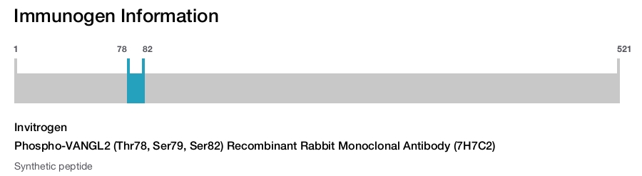 Phospho-VANGL2 (Thr78, Ser79, Ser82) Recombinant Rabbit Monoclonal Antibody (7H7C2)