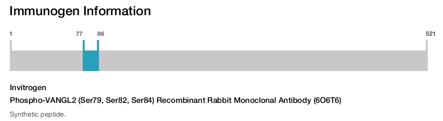 Phospho-VANGL2 (Ser79, Ser82, Ser84) Recombinant Rabbit Monoclonal Antibody (6O6T6)