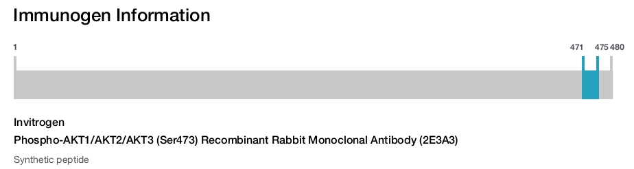 Phospho-AKT1/AKT2/AKT3 (Ser473) Recombinant Rabbit Monoclonal Antibody (2E3A3)