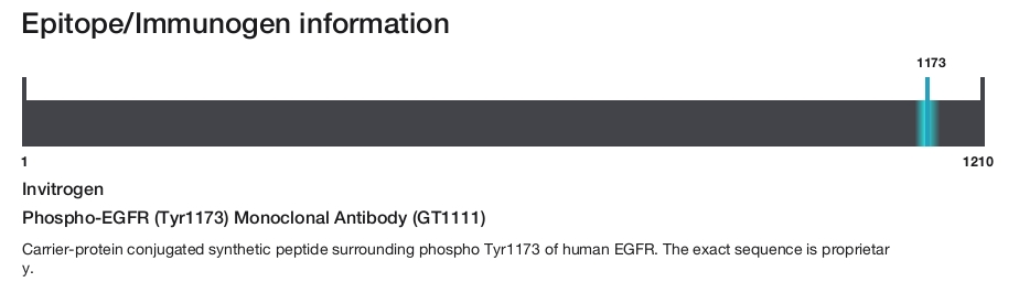 Phospho-EGFR (Tyr1173) Monoclonal Antibody (GT1111)