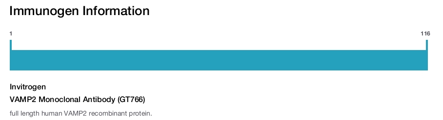 VAMP2 Monoclonal Antibody (GT766)