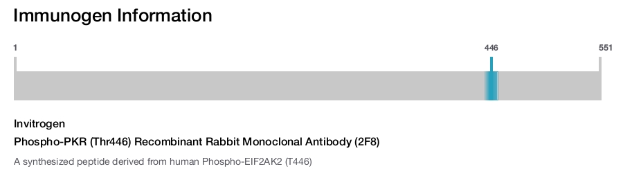 Phospho-PKR (Thr446) Recombinant Rabbit Monoclonal Antibody (2F8)