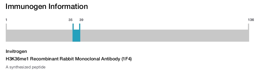 H3K36me1 Recombinant Rabbit Monoclonal Antibody (1F4)
