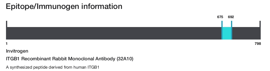 ITGB1 Recombinant Rabbit Monoclonal Antibody (32A10)