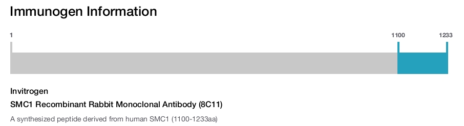 SMC1 Recombinant Rabbit Monoclonal Antibody (8C11)