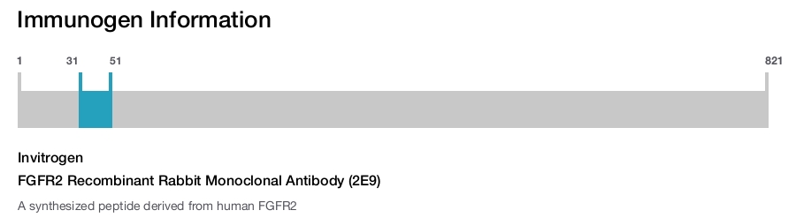 FGFR2 Recombinant Rabbit Monoclonal Antibody (2E9)