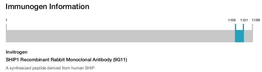 SHIP1 Recombinant Rabbit Monoclonal Antibody (9G11)