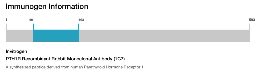 PTH1R Recombinant Rabbit Monoclonal Antibody (1G7)