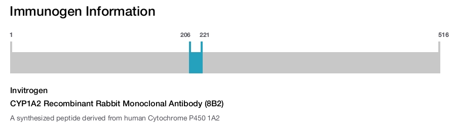 CYP1A2 Recombinant Rabbit Monoclonal Antibody (8B2)