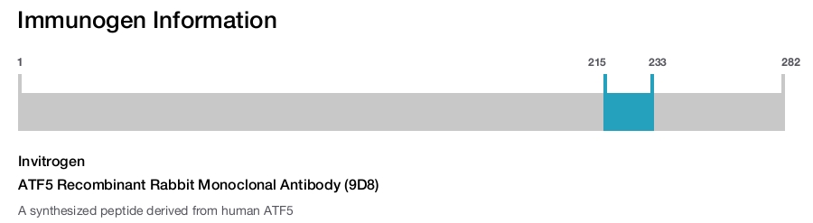 ATF5 Recombinant Rabbit Monoclonal Antibody (9D8)