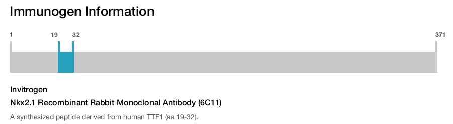 Nkx2.1 Recombinant Rabbit Monoclonal Antibody (6C11)