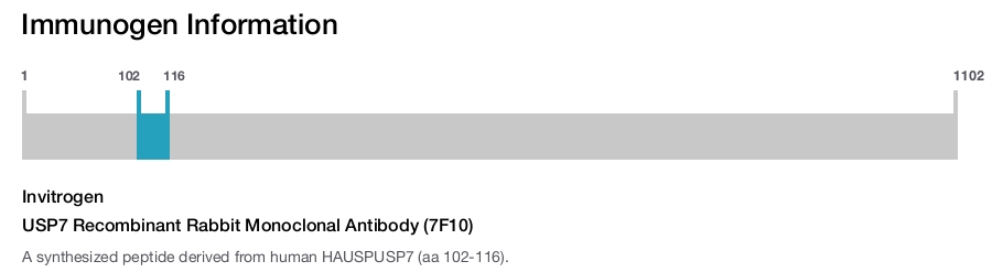 USP7 Recombinant Rabbit Monoclonal Antibody (7F10)