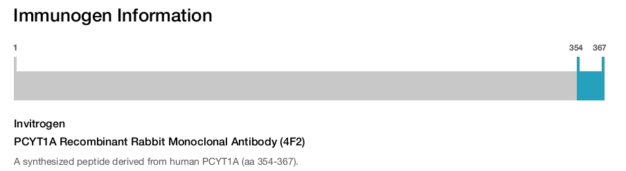 PCYT1A Recombinant Rabbit Monoclonal Antibody (4F2)