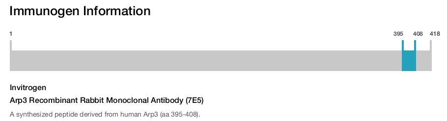 Arp3 Recombinant Rabbit Monoclonal Antibody (7E5)