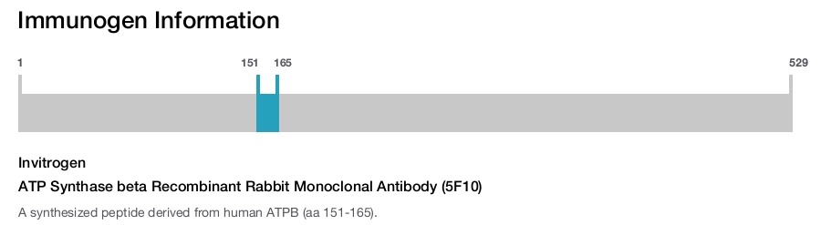 ATP Synthase beta Recombinant Rabbit Monoclonal Antibody (5F10)