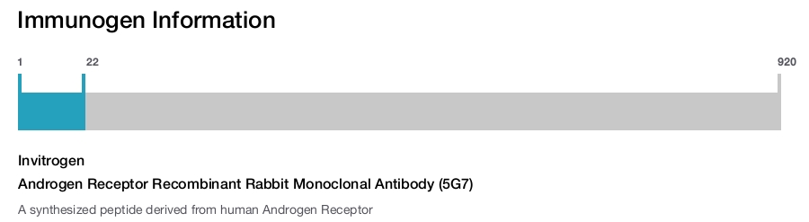 Androgen Receptor Recombinant Rabbit Monoclonal Antibody (5G7)