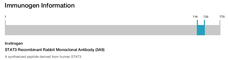 STAT3 Recombinant Rabbit Monoclonal Antibody (3A9)