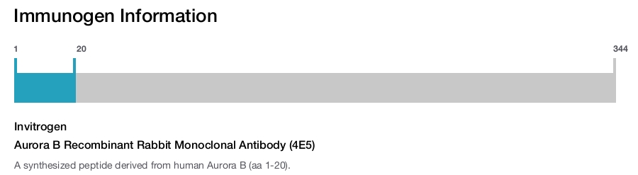 Aurora B Recombinant Rabbit Monoclonal Antibody (4E5)