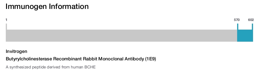 Butyrylcholinesterase Recombinant Rabbit Monoclonal Antibody (1E9)