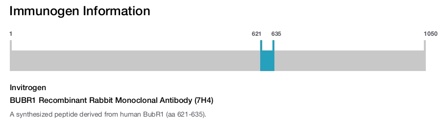 BUBR1 Recombinant Rabbit Monoclonal Antibody (7H4)