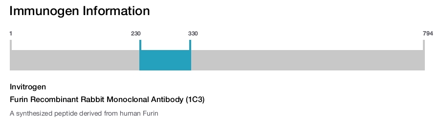 Furin Recombinant Rabbit Monoclonal Antibody (1C3)
