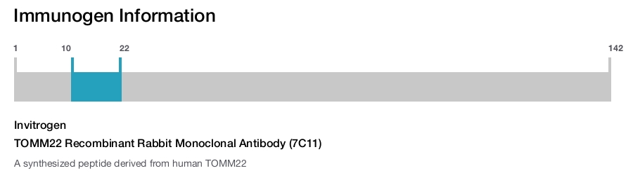 TOMM22 Recombinant Rabbit Monoclonal Antibody (7C11)