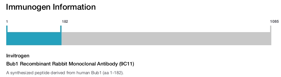 Bub1 Recombinant Rabbit Monoclonal Antibody (9C11)