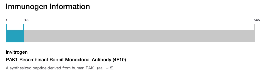 PAK1 Recombinant Rabbit Monoclonal Antibody (4F10)