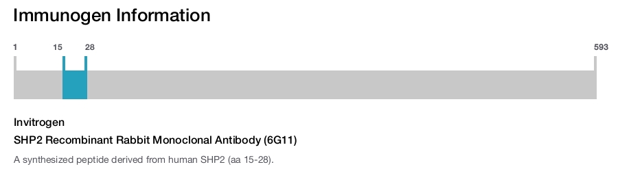SHP2 Recombinant Rabbit Monoclonal Antibody (6G11)
