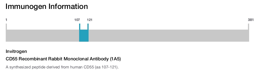 CD55 Recombinant Rabbit Monoclonal Antibody (1A5)