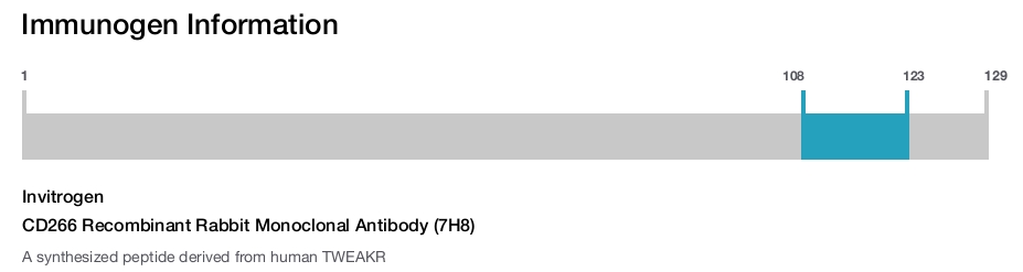 CD266 Recombinant Rabbit Monoclonal Antibody (7H8)
