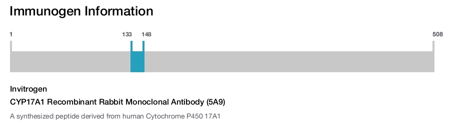 CYP17A1 Recombinant Rabbit Monoclonal Antibody (5A9)